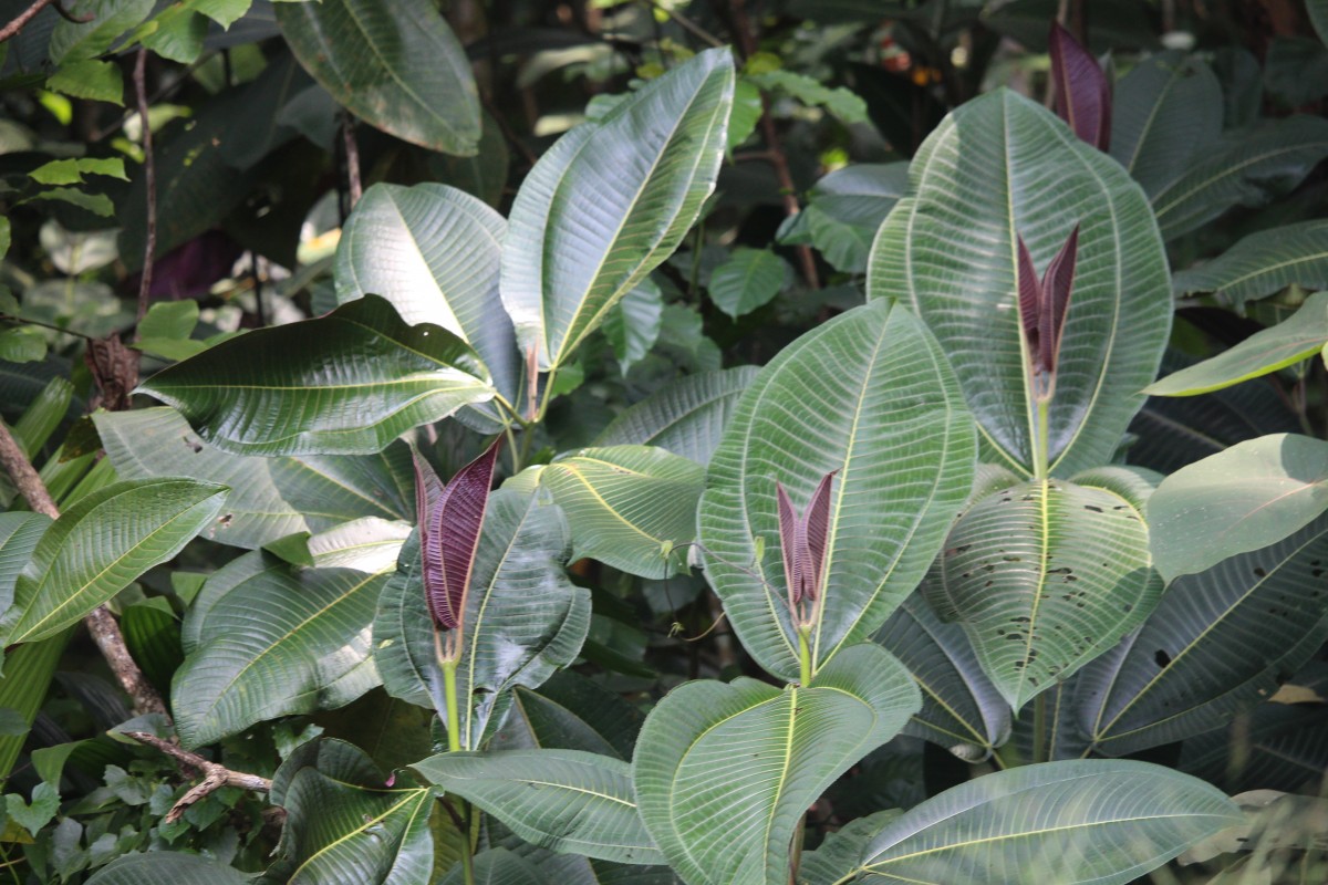 Miconia calvescens DC.